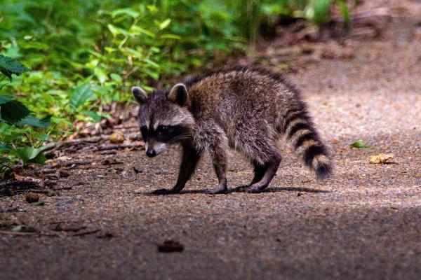 All In One Wildlife Removal LLC