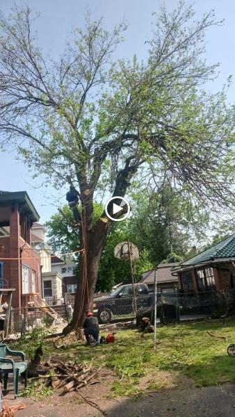 Triple AAA Tree Landscaping LLC