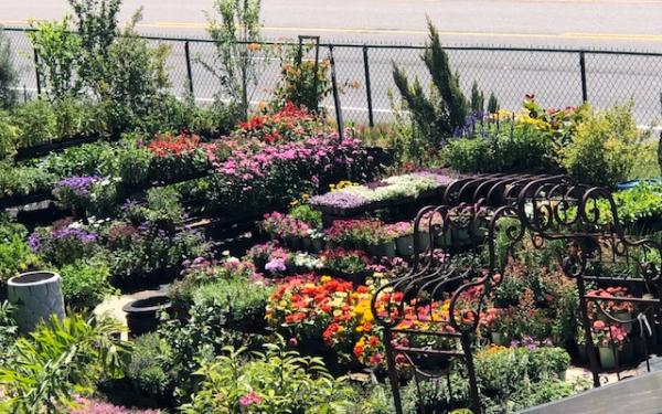 Southern Horticulture
