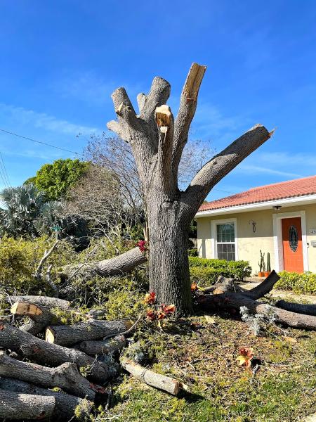 Salva's Tree Cutting Service