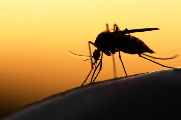 Above All Termite & Pest Control