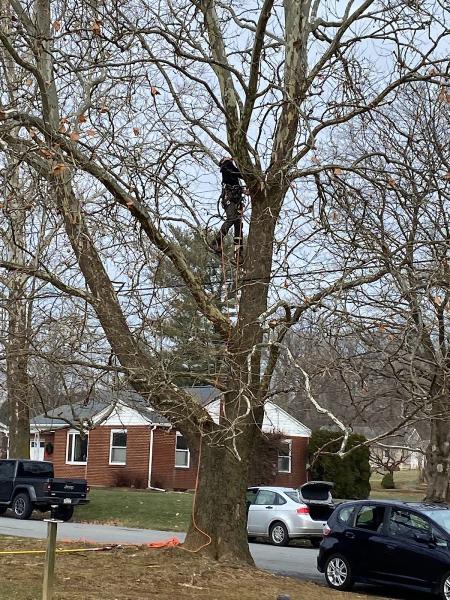 Jake's Tree Service