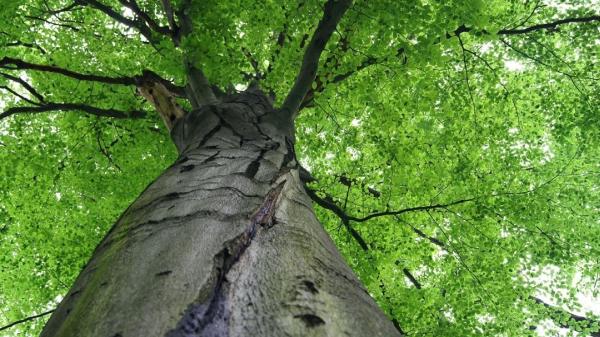 Alpine Tree Co. LLC