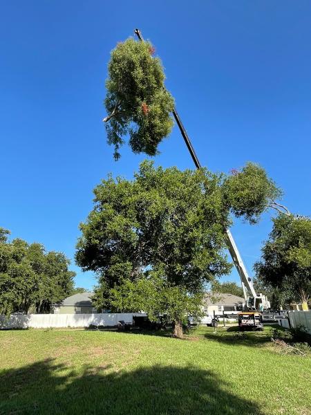 Affordable Tree Service & Property Management LLC