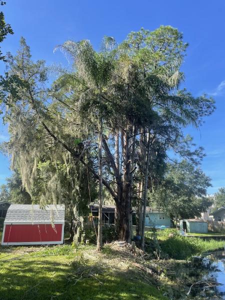 Affordable Tree Service & Property Management LLC