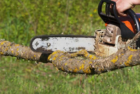 Stockton Tree Services