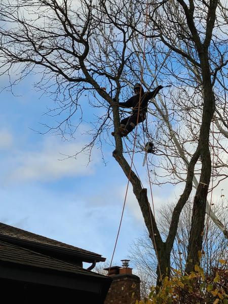 The Original Budget Tree Service