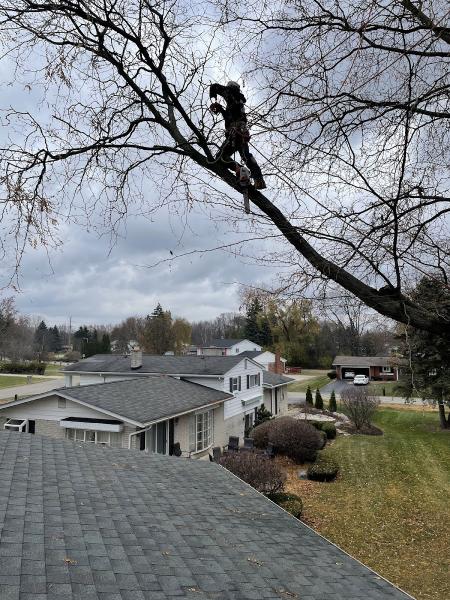 The Original Budget Tree Service