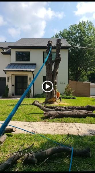 S Green Tree Services