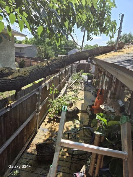 S Green Tree Services