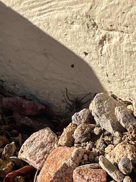 Able Pest Control Inc.