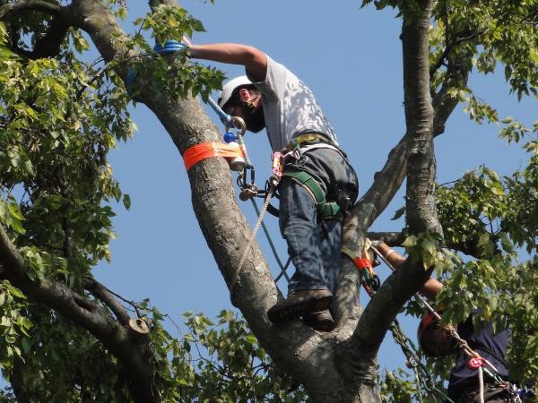 Timber Wolf Tree Service