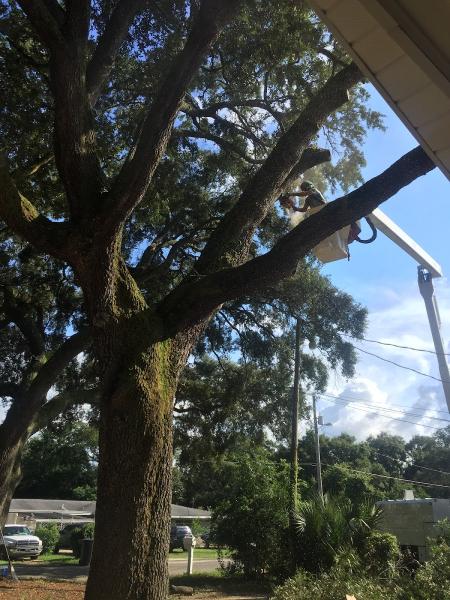 Heiden Tree Services