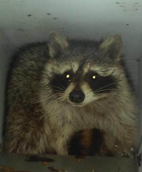 Frontline Animal Removal