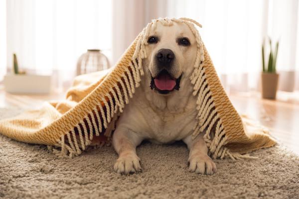 Carpet Masters