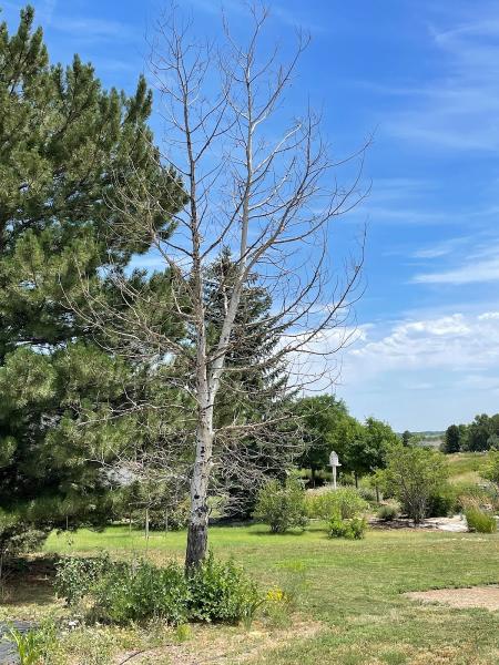 RB Tree LLC