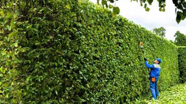 Landscaping Ann