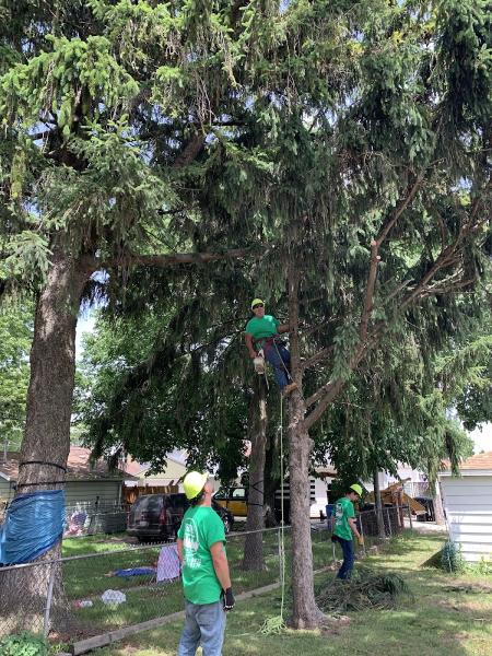 Briggs Tree Service