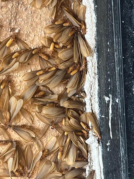 Georgetown Pest Control