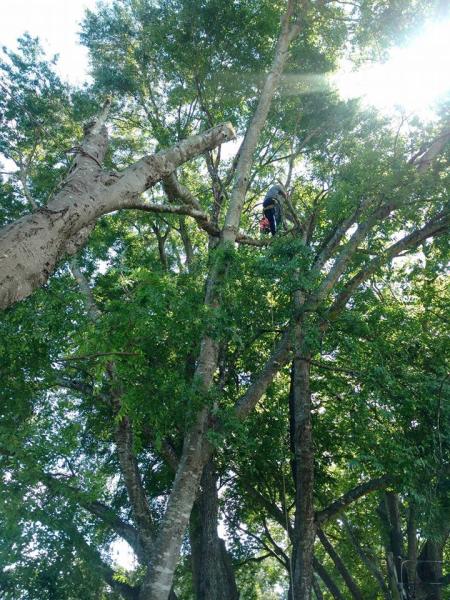 Nix Tree Service
