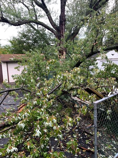 Icon Tree Services