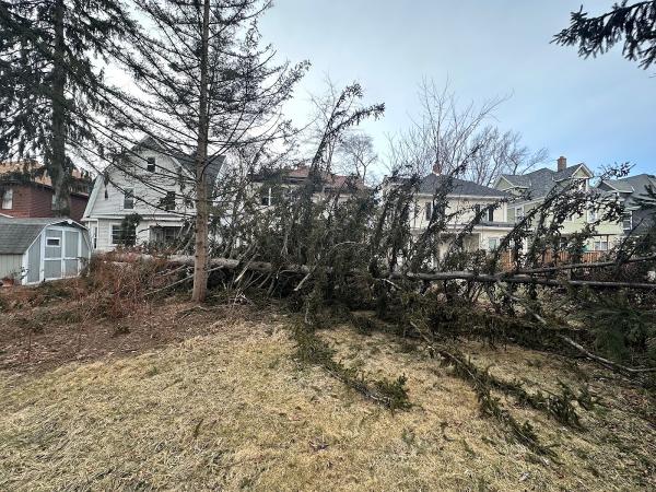 Constable Tree Service