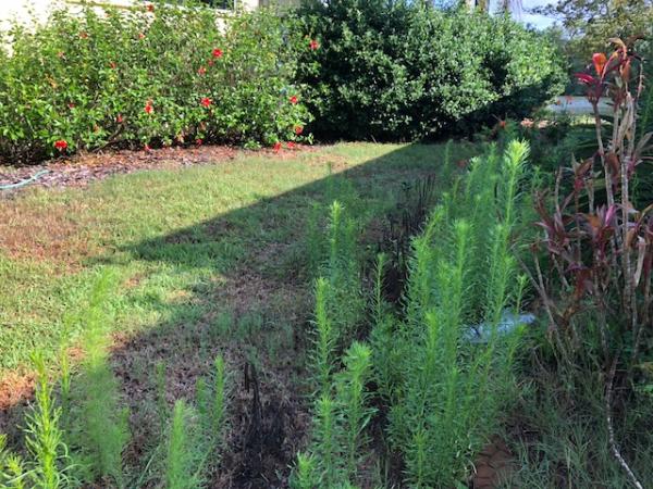 Haag Lawn Maintenance