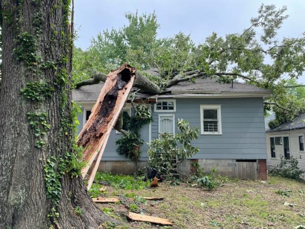 Atlanta Tree Professionals