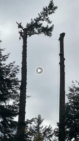 Trees Plus Northwest