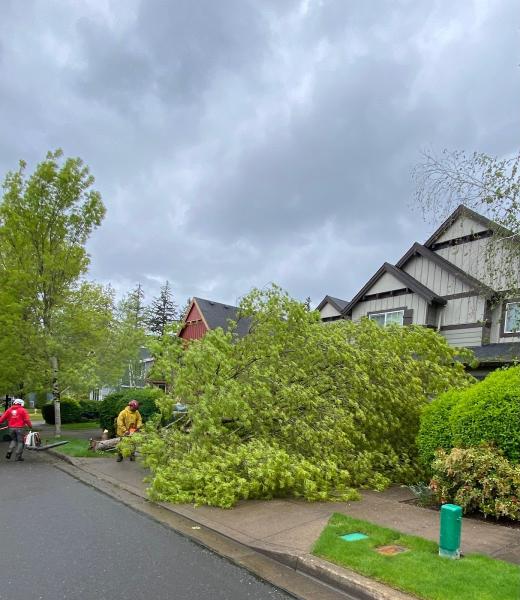 Trees Plus Northwest