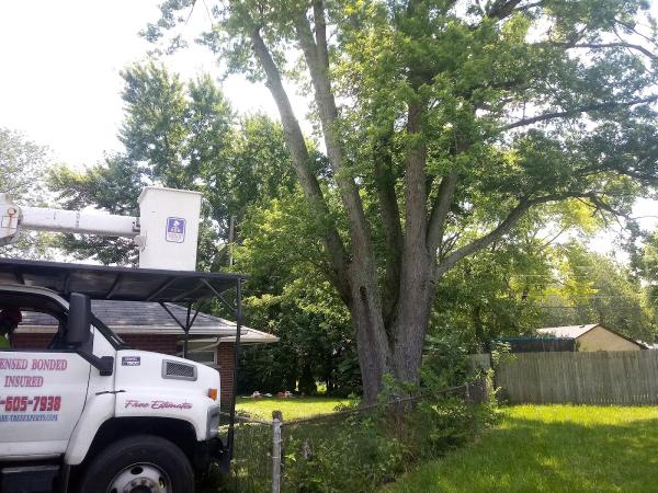 Arbor Care Tree Experts and Property Maintenance