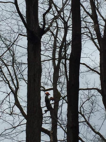 Troyers Tree Service