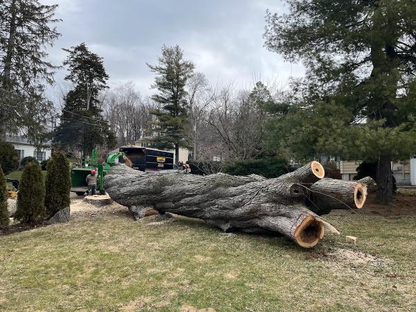 Raritan Valley Tree Service