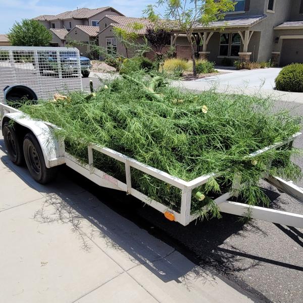 Phoenix Removal Service