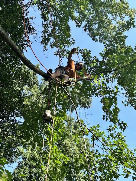 Miller's Tree and Outdoor Service