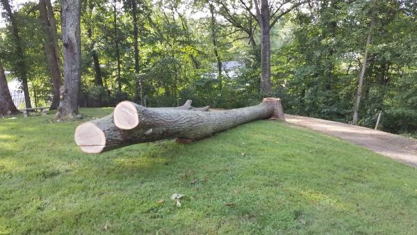 Promier Tree