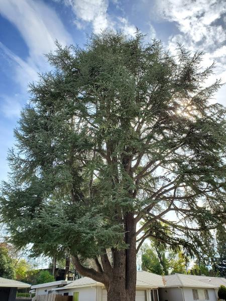Titan Tree Service