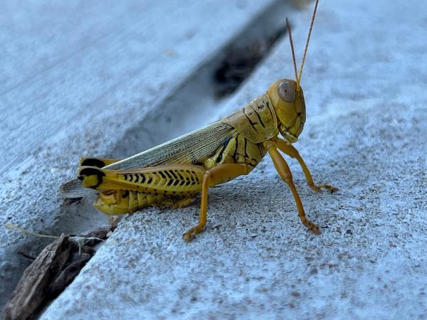 Impact Pest Services