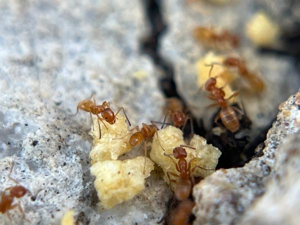 Impact Pest Services