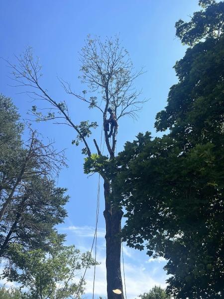 Greeley Tree Service