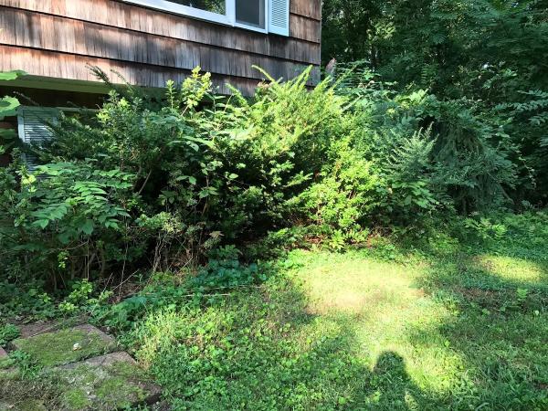 CG Landscape Management