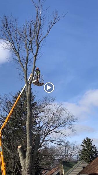 Timberman Tree Service