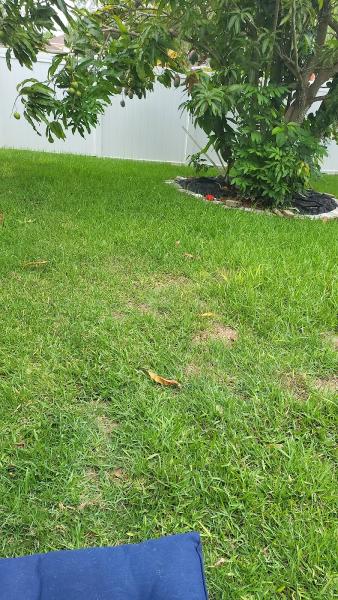 Elegant Lawn Care