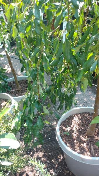 Artistic Gardens Inc