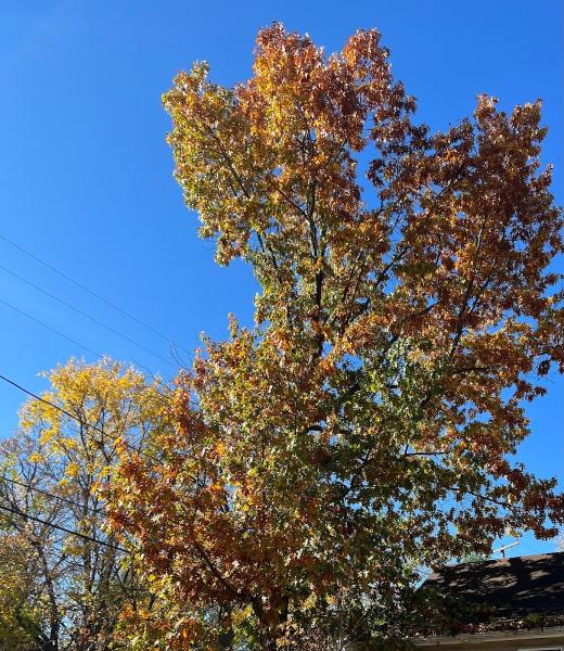 Vera Cruz Tree Service