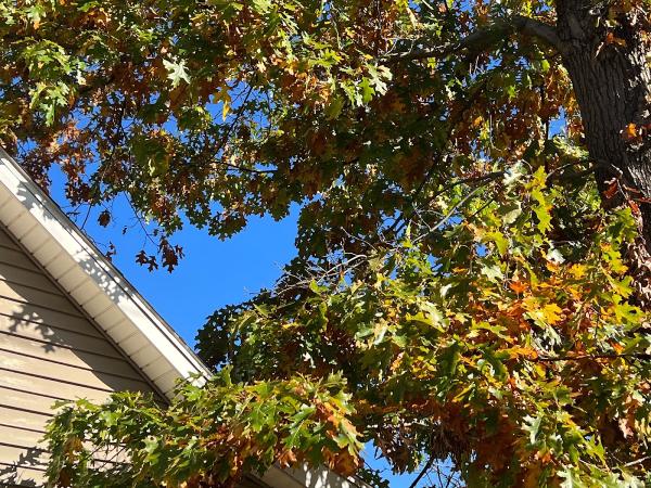 Vera Cruz Tree Service