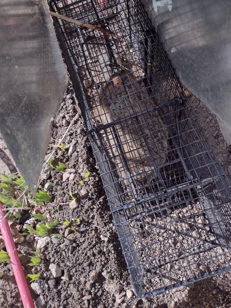 Jack's Nuisance Wildlife Removal