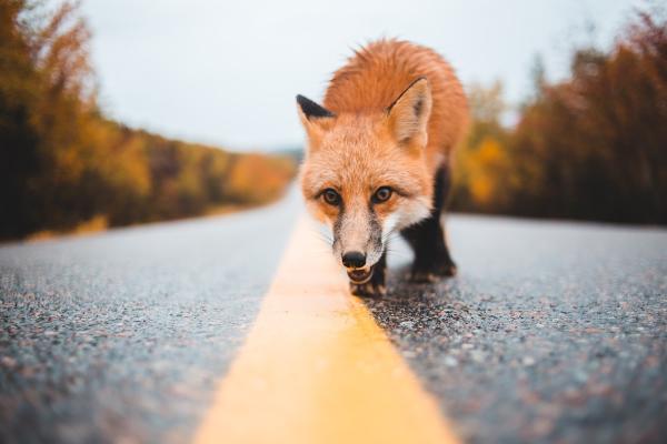 Hilt Wildlife