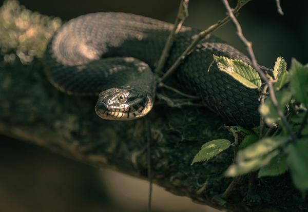 Hilt Wildlife