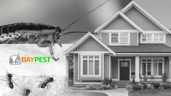 Bay Pest Solution Inc